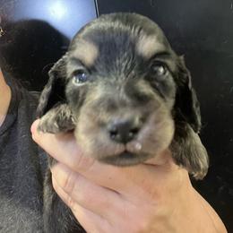 Snap - Black and cream male Dachshund puppy in Bigfork, Minnesota from Dachshunds Up North