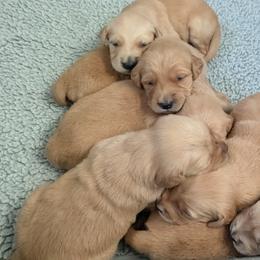 Aussiedoodles, Australian Shepherds, and Golden Retrievers from Hope & Joy Acres