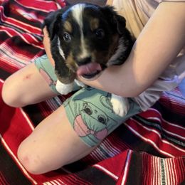 Australian Shepherd Puppies from Hayward aussies