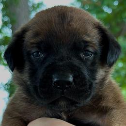 Sloane - Apricot female Mastiff puppy in Wewoka, Oklahoma from P Diamond Mastiffs