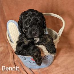 Benoit - Black and white male Cockapoo puppy in Sunset, Louisiana from Cano Cockapoos
