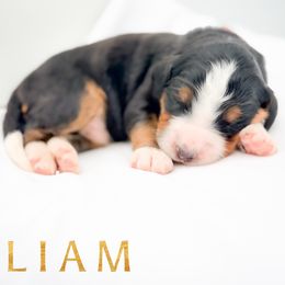 LIAM - Tri-color male Bernedoodle puppy in Tipton, Indiana from Country Creek Doodles