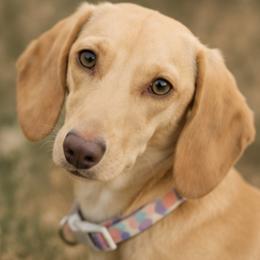 Chloe - Dachshund