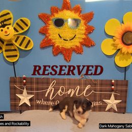 Johnny Cash - Country, Blues and Rockability - Sable merle and white male Shetland Sheepdog puppy in Youngsville, North Carolina from Country Acres Shetland Sheepdogs