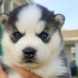 Girl 1 - female Pomsky puppy in Norfolk, Virginia from 'Brick'House Couture Pomskies