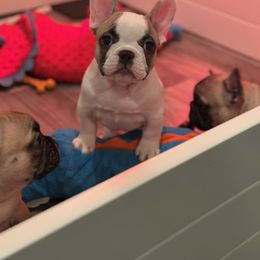 French Bulldog Puppies from Pawcific Coast Bullies