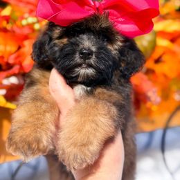 Muffin - Brindle female Shihpoo puppy in North Carolina from NC Doodle Puppies