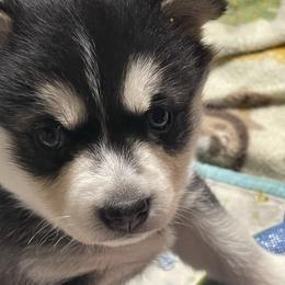 Sarg - Black and white male Siberian Husky puppy in Diamond Lake, Washington from Husky Haven WA