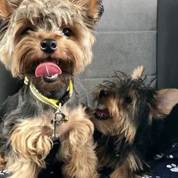 Yorkshire Terriers from Marvelus Yorkies