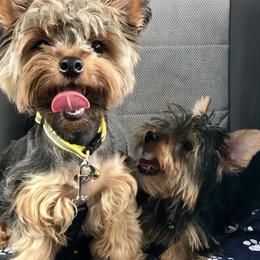 Yorkshire Terriers from Marvelus Yorkies