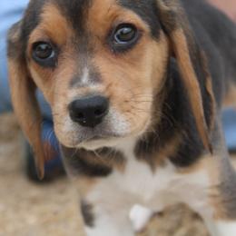 Sacramento Champion Dad Quinn - Black tan and white female Beagle puppy in Spring Creek, Nevada from Badland Kennel