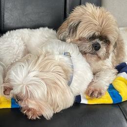 Shih Tzus from Heidi Lucas