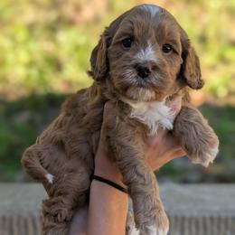 Cory - Apricot male Cavapoo puppy in Coshocton, Ohio from Forever Family Puppies
