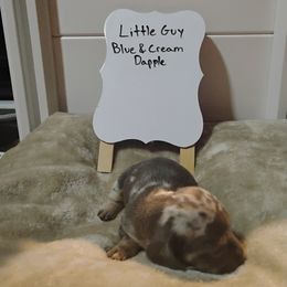 Dachshund Puppies from Wiggly Weenies