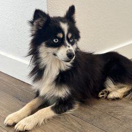 Chi - Pomsky