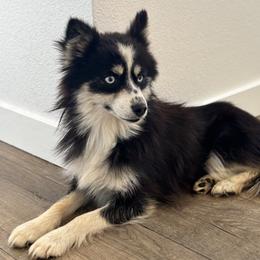 Chi - Pomsky