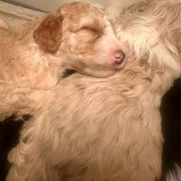 Apricot Female - Fawn and white female Sheepadoodle puppy in Cambridge, Ohio from Sweet Creek Pups