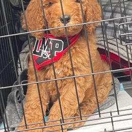 Australian Labradoodle and Double Doodle Puppies from Love Me Pooch