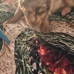 Miniature Australian Shepherd Puppies from Smushy Pups