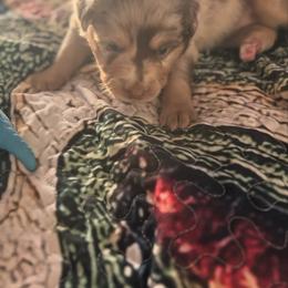 Miniature Australian Shepherd Puppies from Smushy Pups