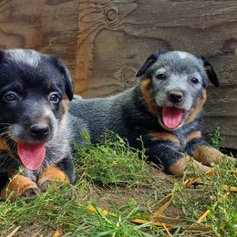 Australian Cattle Dog and Pembroke Welsh Corgi Puppies from Leatherman Quarter Horses