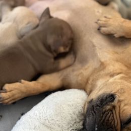 French Bulldogs from Nordic Nuggets