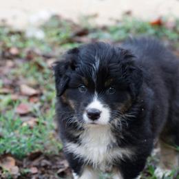 BTM1 - Black tri-color male Australian Shepherd puppy in Warm Springs, Georgia from Out West Aussies