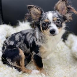Janet - Chihuahua