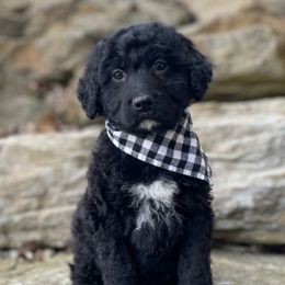 Milo - Black Goldendoodle puppy in Lisbon, Ohio from Willow Lane Doodles
