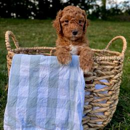 Stripes - Red  female Goldendoodle puppy in Gower, Missouri from Hillside Paws