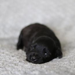 Millicent - Black female Miniature Schnauzer puppy in Tremonton, Utah from Rocky Mountain Schnauzer