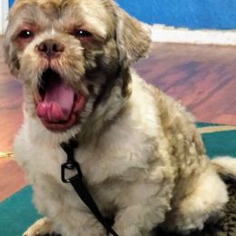 Shih Tzus from Gullah Shih Tzu's