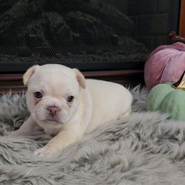Snow white - Cream female French Bulldog puppy in North Branch, Minnesota from Halverson Bulldogges