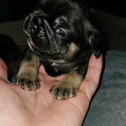 Boy 4 - Black male French Bulldog puppy in High Ridge, Missouri from St Louis Frenchies