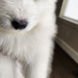 Samoyed Puppies from Carriage Court Kennels