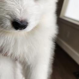 Samoyed Puppies from Carriage Court Kennels