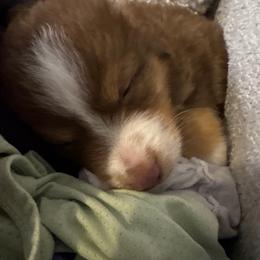 Red tri male - Red tri male Toy Australian Shepherd puppy in Bridge City, Texas from My Amis AussieDoodles