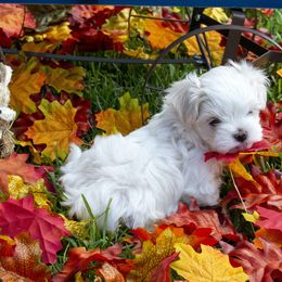 Maltese, Morkie, and Yorkshire Terrier Puppies from Cottonwood Maltese & Yorkies
