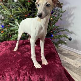 Rocky - White and fawn male Italian Greyhound puppy in Wilkes Barre, Pennsylvania from Laraz Pupz