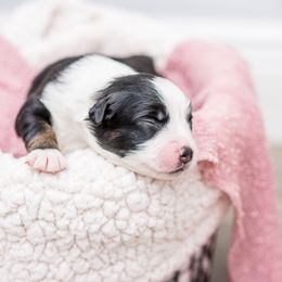 Australian Shepherd Puppies from Cornerstone Australian Shepherds