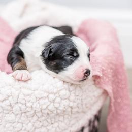 Australian Shepherd Puppies from Cornerstone Australian Shepherds
