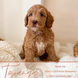 Topanga - Apricot female Goldendoodle puppy in California City, California from Summer Sun Doodles