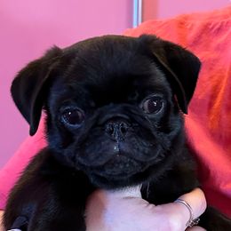 Cream - Black Pug puppy in Hemet, California from Greek God Pugs