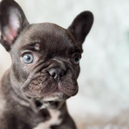 French Bulldog puppies from Crystals Bulldog Bungalow
