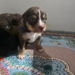 Dark blue boy - Red tri-color male Australian Shepherd puppy in Rainsville, Alabama from Chaparro Farm