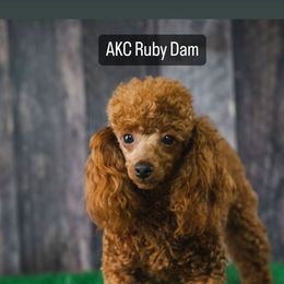 Ruby - Poodle
