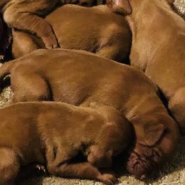 Boy 4 - Golden rust male Vizsla puppy in Tracy, Minnesota from SkoglundFarm Vizslas