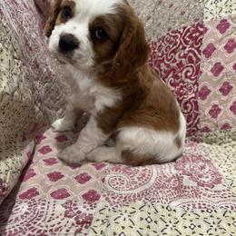 Cavalier King Charles Spaniel Puppies from Kentucky Cavalier King Charles Spaniels