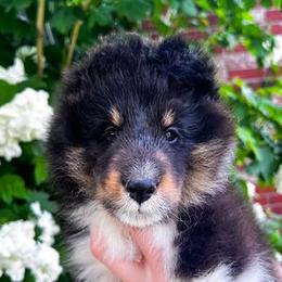 Shetland Sheepdog Puppies from Shirehill Shelties