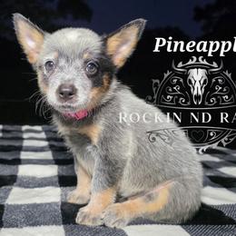 Pineapple - Blue female Australian Cattle Dog puppy in Silsbee, Texas from Rockin ND Ranch